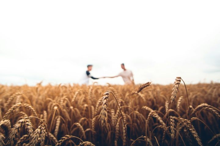 Farmers - two persons standing on wheat field