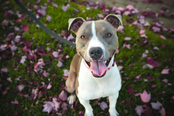 Train Pet - short-coat tan and white dog with grey leash