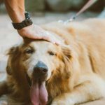 Pet Care - Person Touching Golden Retriever