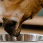 Pet Care - A Dog Eating on a Pet Bowl