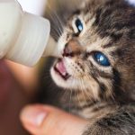 Pet Care - Close-Up Photo of Person Feeding a Kitten